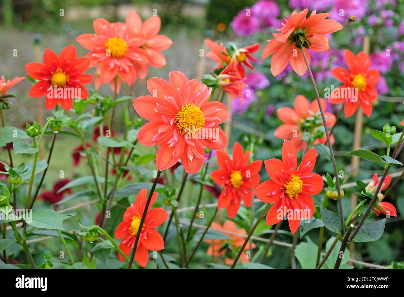 Collaretta arancione brillante Dahlia "Crellow Raven's Blood Orange" in fiore. Foto Stock