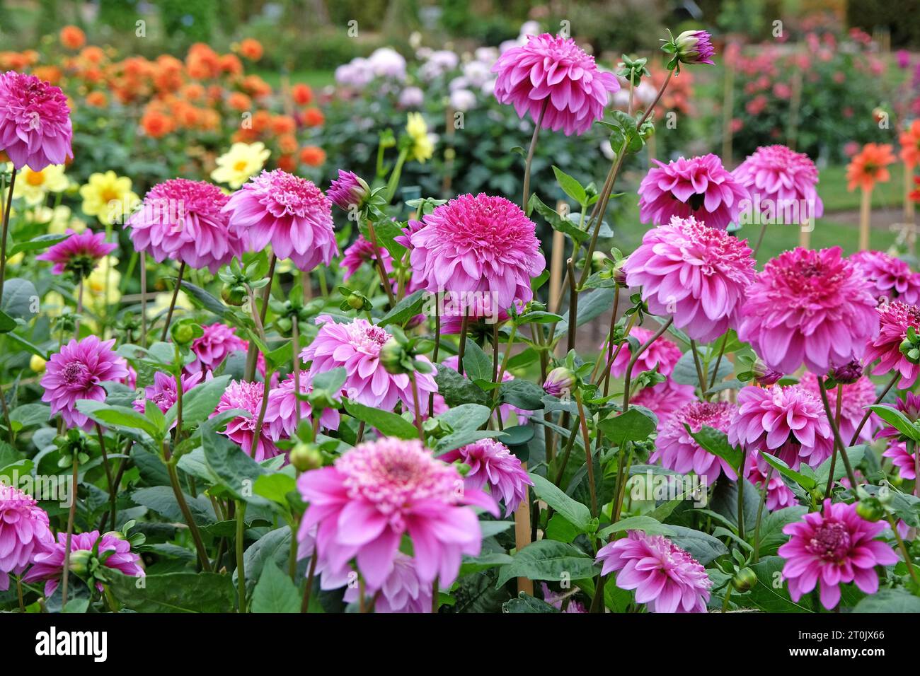 Anemone rosa e viola Dahlia 'Richards Fortune' in fiore. Foto Stock