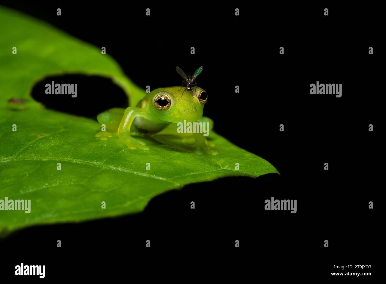 La Teratohyla spinosa (nome comune: Rana Cochran spinosa) è una specie di rana della famiglia Centrolenidae. Foto Stock