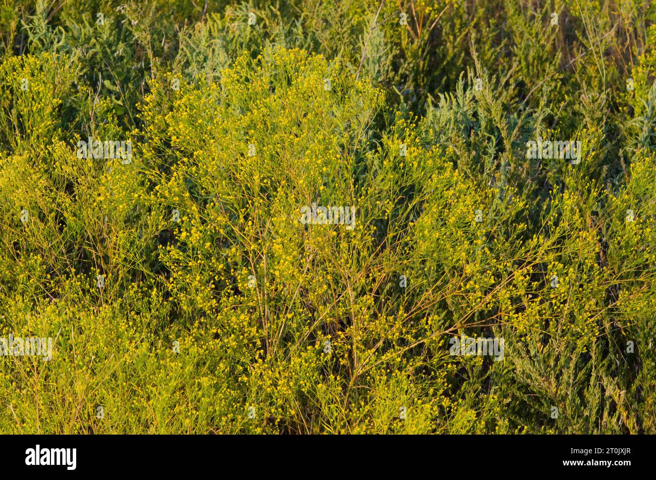 Prairie Broomweed, Amphiachyris dracunculoides, in tarda luce Foto Stock