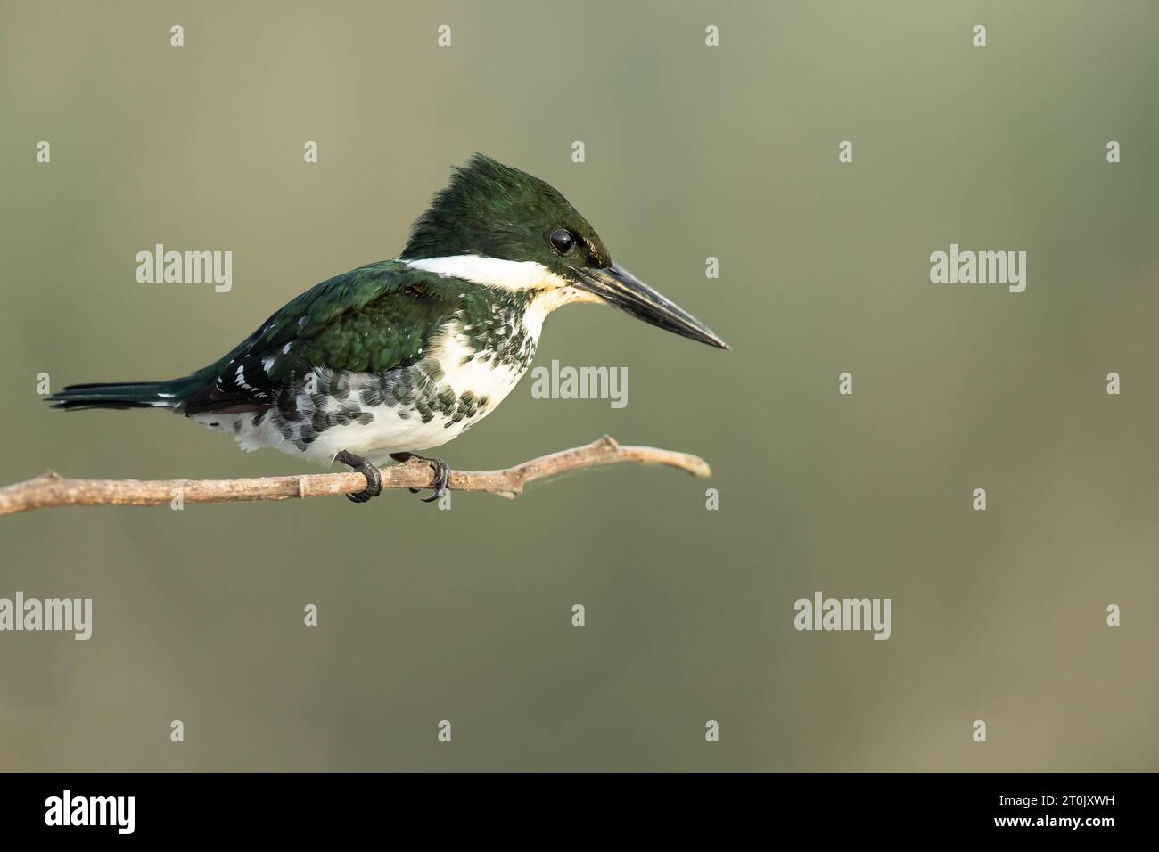 Green kingfisher (Chloroceryle americana) è una specie di "kingfisher d'acqua" della sottofamiglia Cerylinae della famiglia Alcedinidae. Foto Stock
