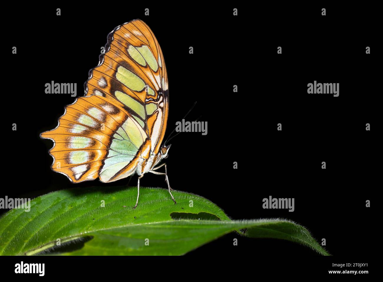 La Siproeta stelenes (malachite) è una farfalla neotropicale dai piedi di pennello (famiglia Nymphalidae). Foto Stock