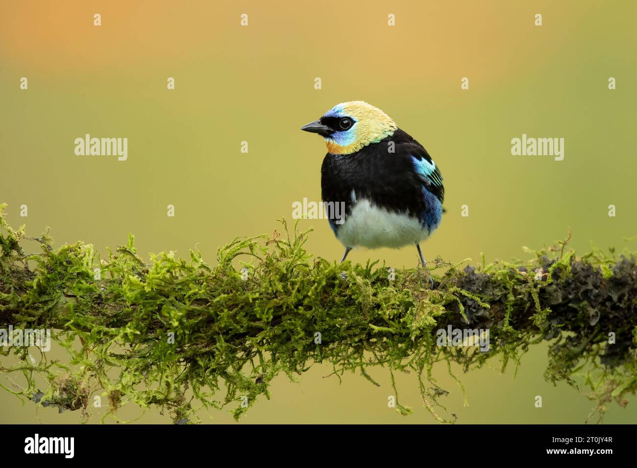 Il tanager con cappuccio dorato (Stilpnia larvata) è un uccello passerino di medie dimensioni Foto Stock
