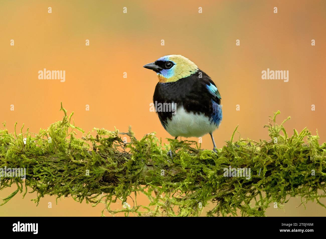 Il tanager con cappuccio dorato (Stilpnia larvata) è un uccello passerino di medie dimensioni Foto Stock