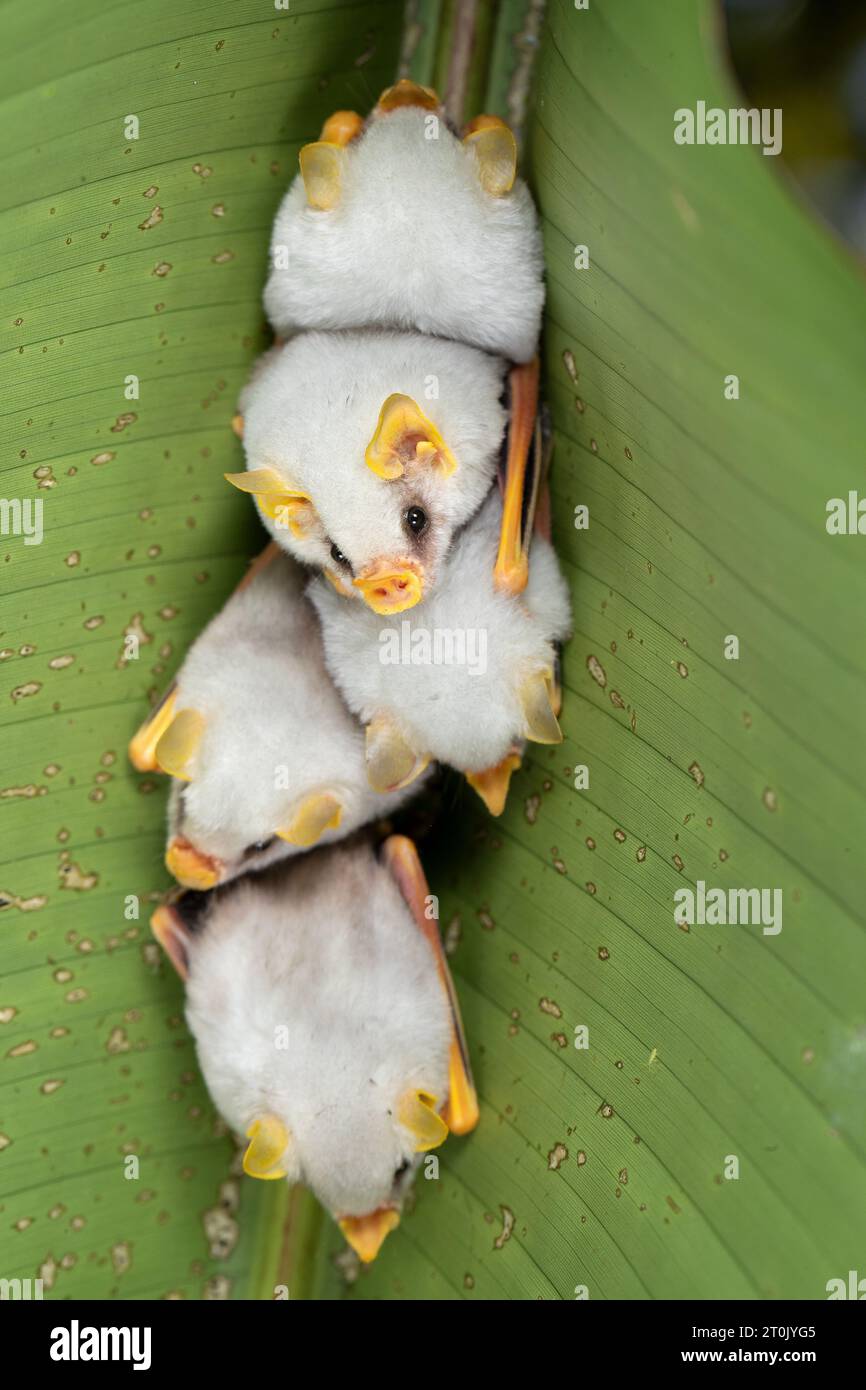 Pipistrello bianco dell'Honduras (Ectophylla alba), chiamato anche pipipistrello bianco caraibico che produce tende Foto Stock