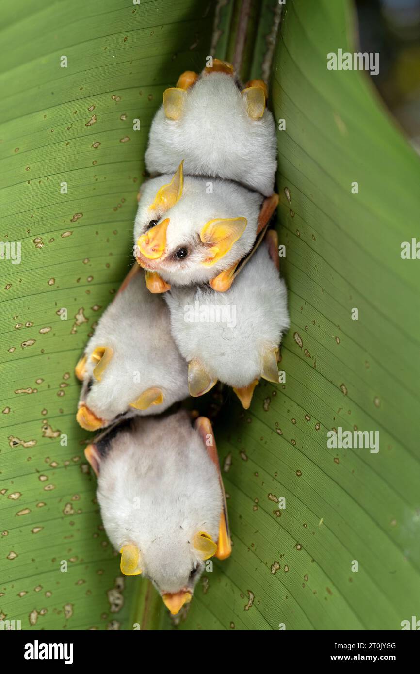 Pipistrello bianco dell'Honduras (Ectophylla alba), chiamato anche pipipistrello bianco caraibico che produce tende Foto Stock