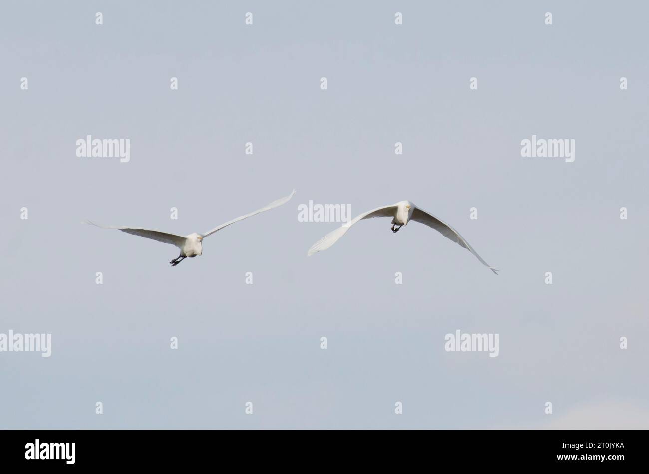 Grandi Egrets, Ardea alba, in volo Foto Stock