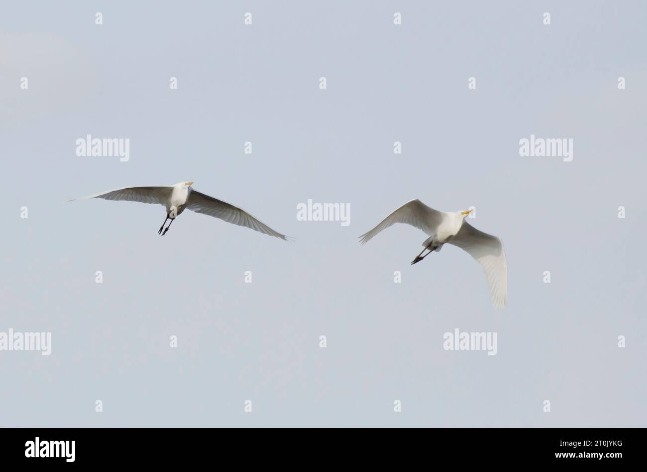 Grandi Egrets, Ardea alba, in volo Foto Stock