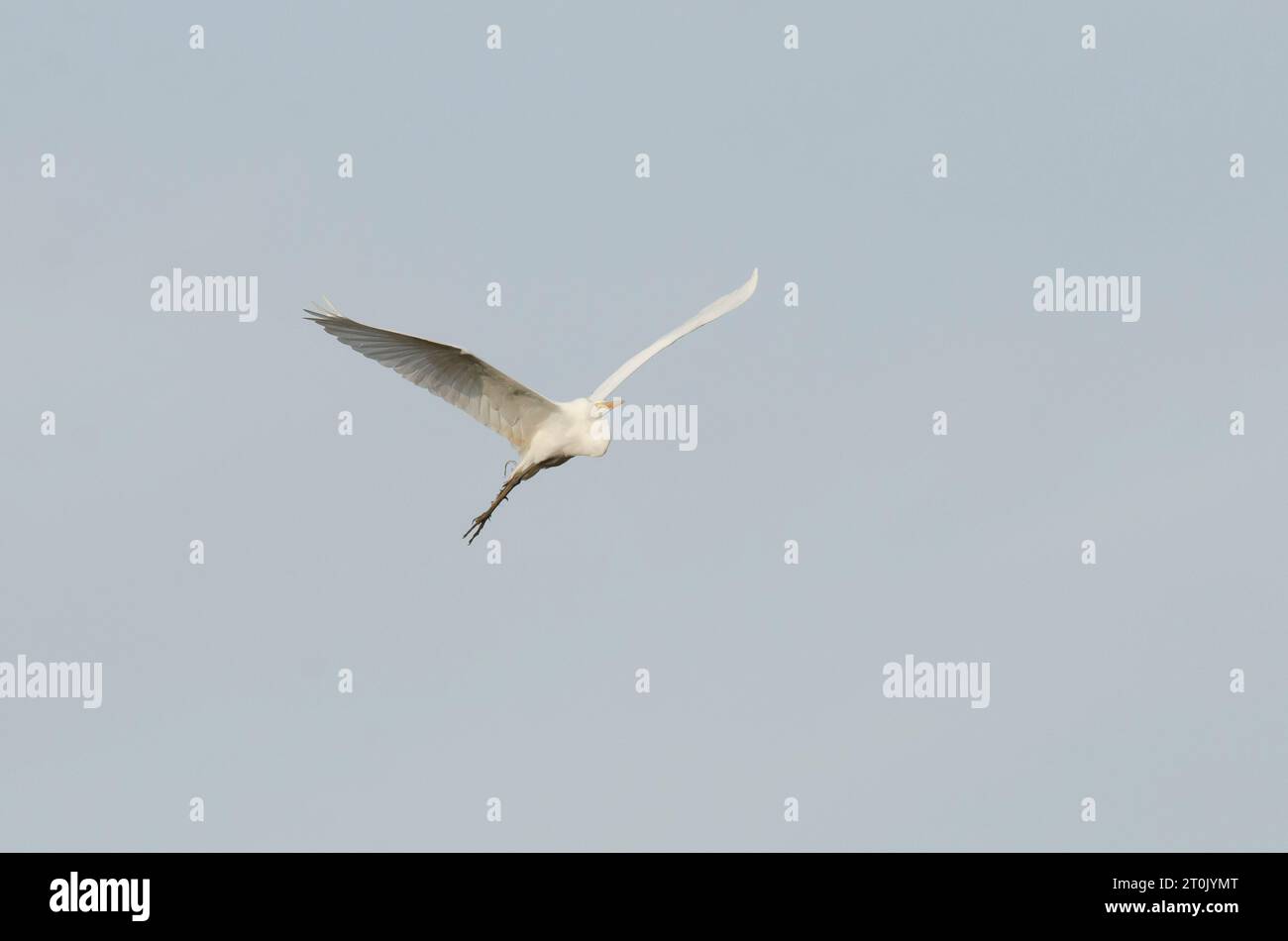Grande Egret, Ardea alba, in volo Foto Stock