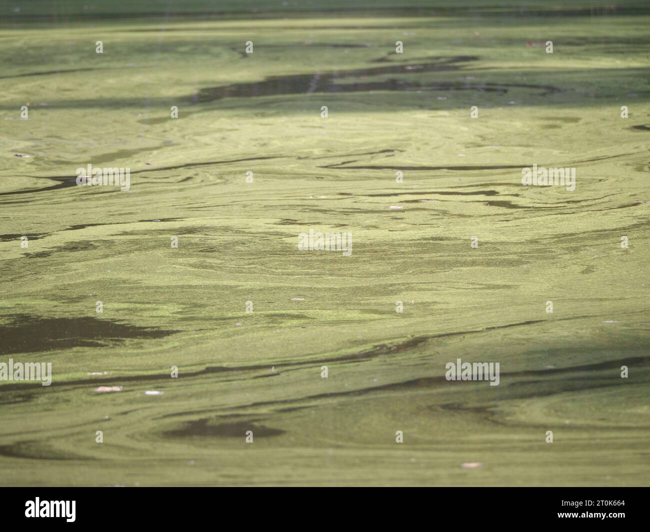 Strisce verdi di alghe fioriscono sulla superficie dell'acqua dello stagno Foto Stock