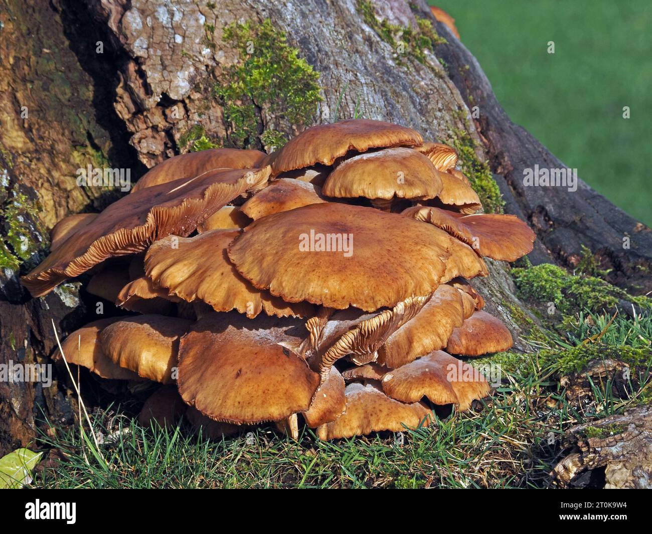 Cappellini marrone dorato di corpi fruttiferi di colonia di funghi ai piedi del ceppo di alberi in putrefazione, Cumbria, Inghilterra, Regno Unito Foto Stock