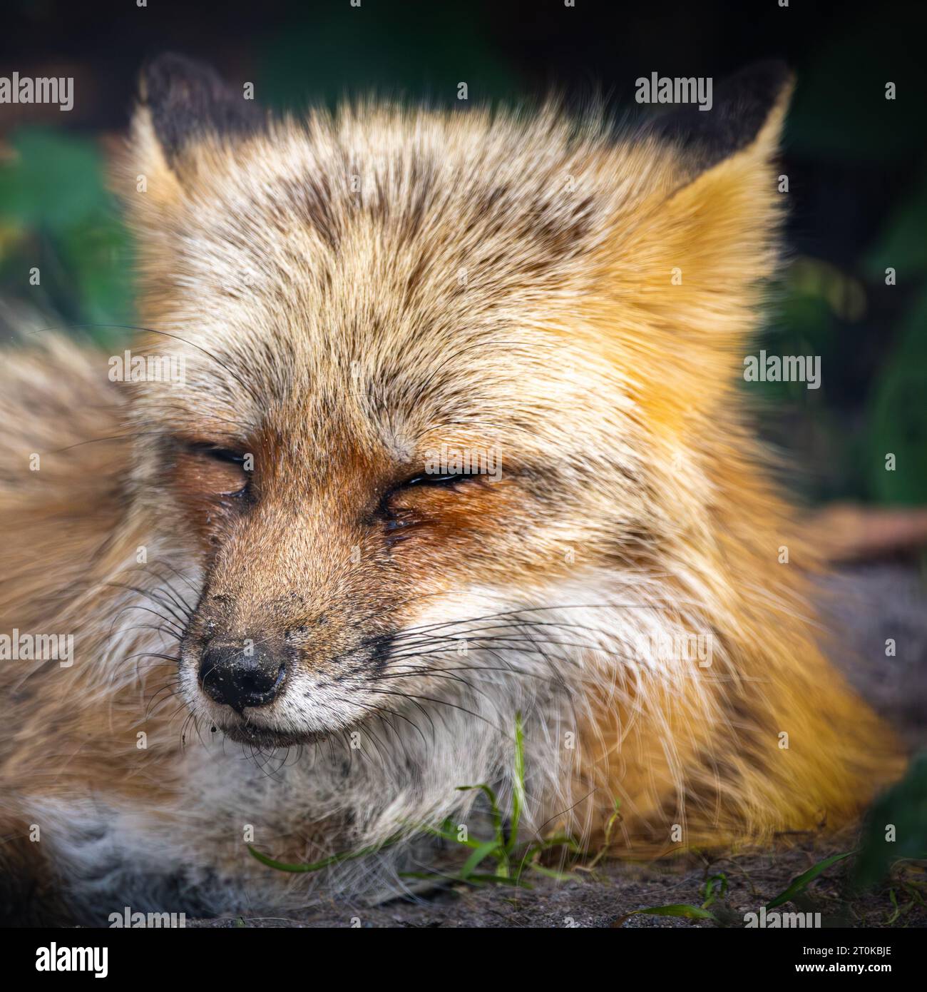 Una volpe snoozing Foto Stock