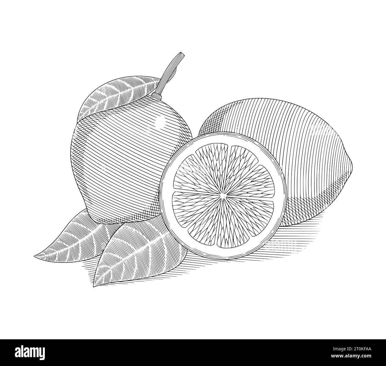 Limone, metà e foglie intere e fette di fette, illustrazione vettoriale con incisione vintage Illustrazione Vettoriale