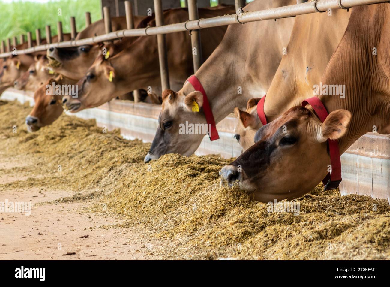 Mandria di bovini da latte di Jersey confinata in un'azienda lattiero-casearia in Brasile Foto Stock
