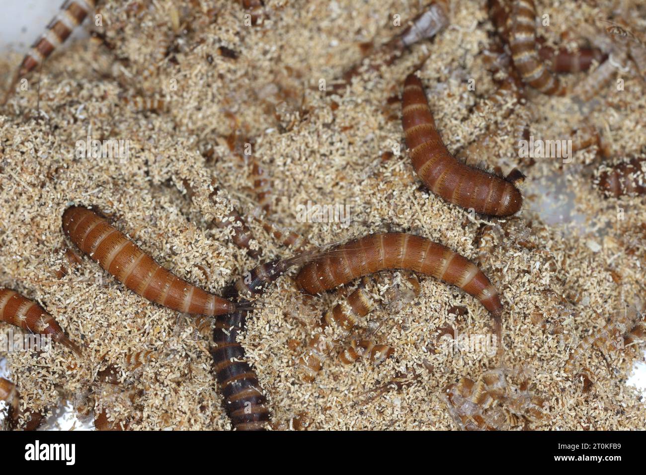 Larve di Attagenus chiamate scarabeo di pelliccia o scarabeo di tappeto della famiglia Dermestidae uno scarabeo di pelle sul pane. Foto Stock