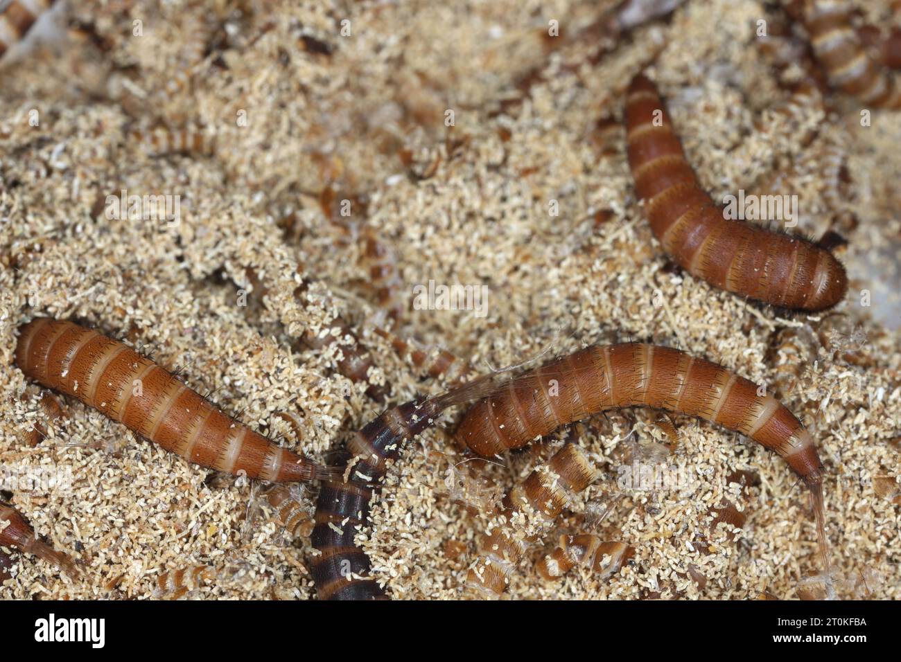 Larve di Attagenus chiamate scarabeo di pelliccia o scarabeo di tappeto della famiglia Dermestidae uno scarabeo di pelle sul pane. Foto Stock