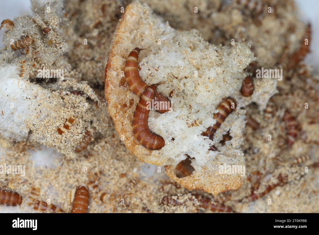 Larve di Attagenus chiamate scarabeo di pelliccia o scarabeo di tappeto della famiglia Dermestidae uno scarabeo di pelle sul pane. Foto Stock
