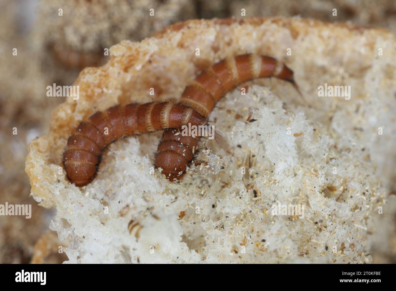 Larve di Attagenus chiamate scarabeo di pelliccia o scarabeo di tappeto della famiglia Dermestidae uno scarabeo di pelle sul pane. Foto Stock