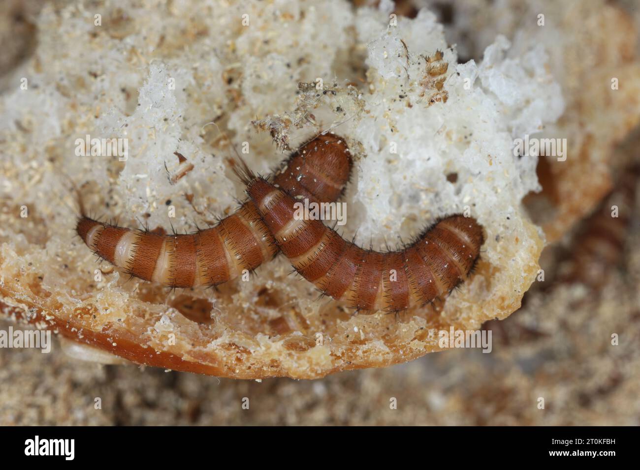 Larve di Attagenus chiamate scarabeo di pelliccia o scarabeo di tappeto della famiglia Dermestidae uno scarabeo di pelle sul pane. Foto Stock