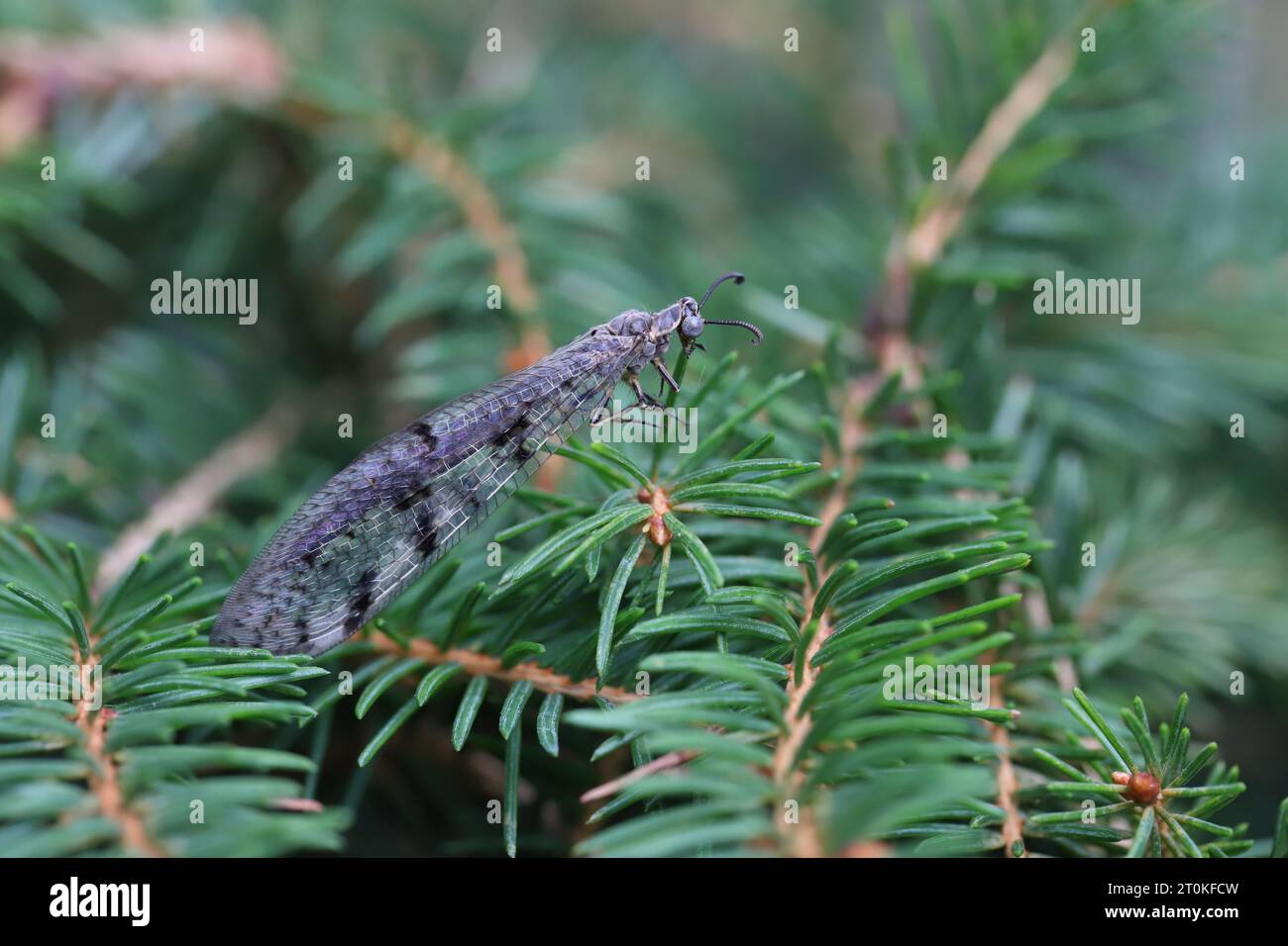 Suffolk Antlion (Euroleon nostras), adulti su aghi di abete rosso. Foto Stock