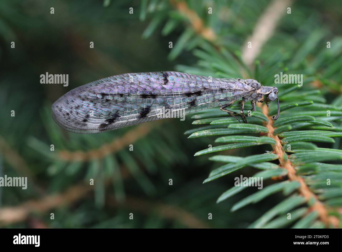 Suffolk Antlion (Euroleon nostras), adulti su aghi di abete rosso. Foto Stock