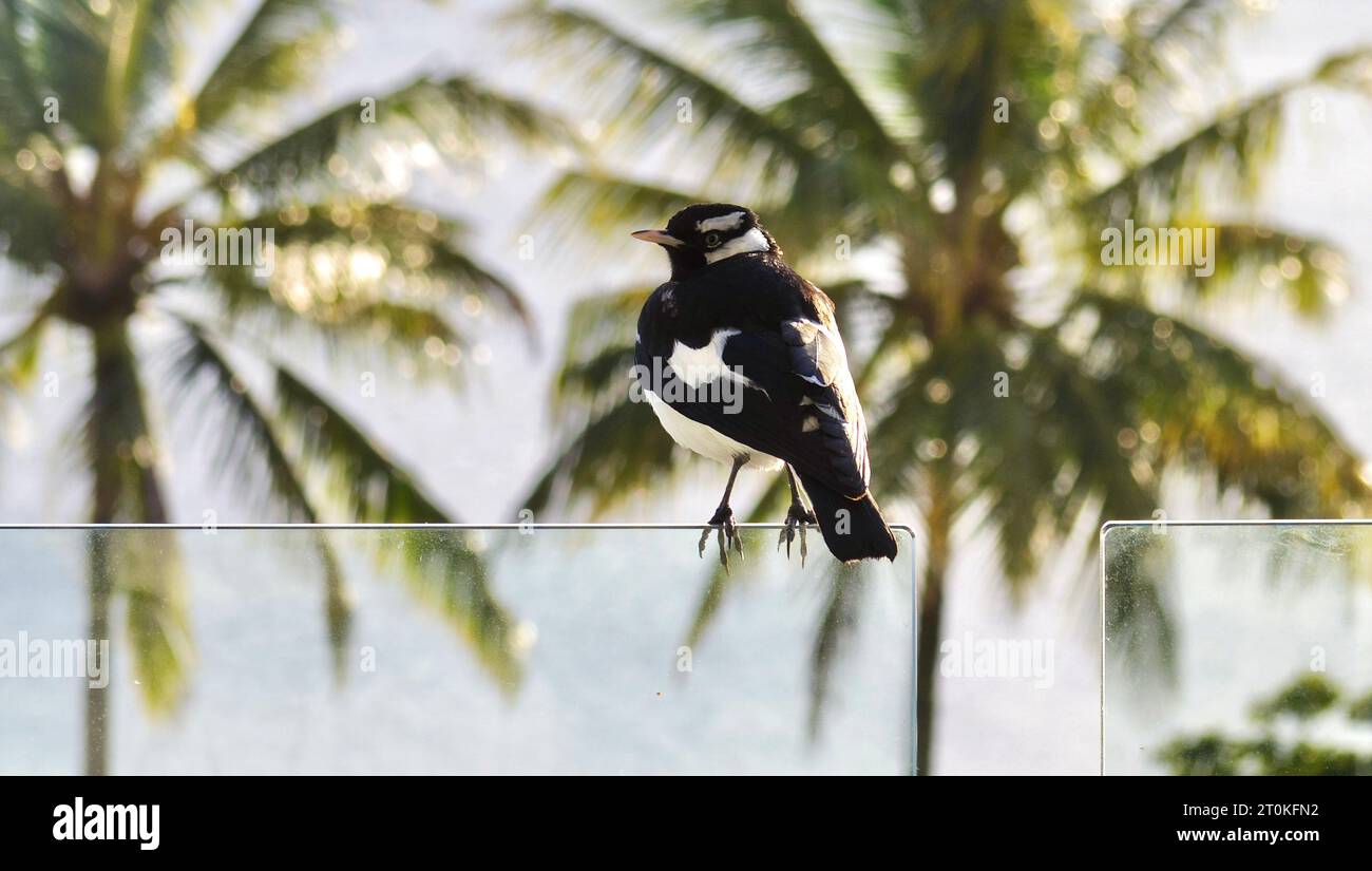 Una larice magpie (grallina cyanoleuca) seduto sulla balaustra di vetro del balcone di un hotel di Cairns, affacciato sulle palme dell'Esplanade di Cairns Foto Stock