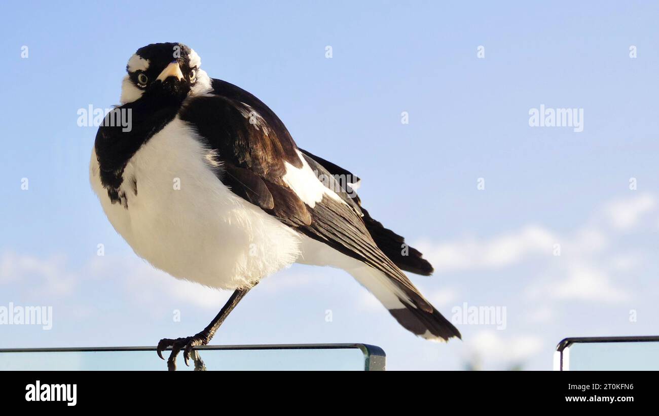 Una larice magpie (grallina cyanoleuca) seduto sulla balaustra di vetro del balcone di un hotel di Cairns in una giornata di sole con cieli blu e nuvole bianche e soffici Foto Stock