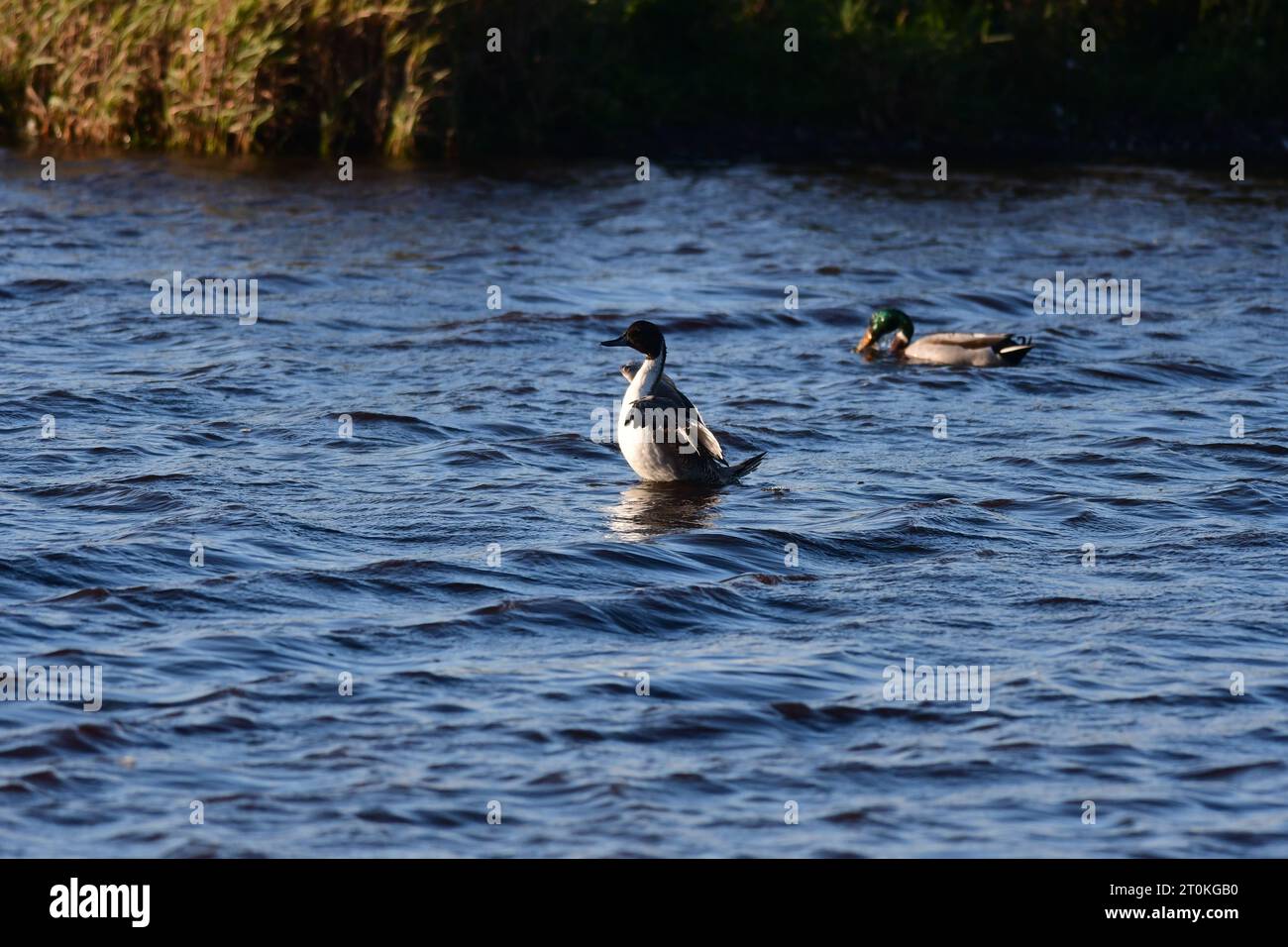 northern pintail Anas acuta anatra Scozia Foto Stock