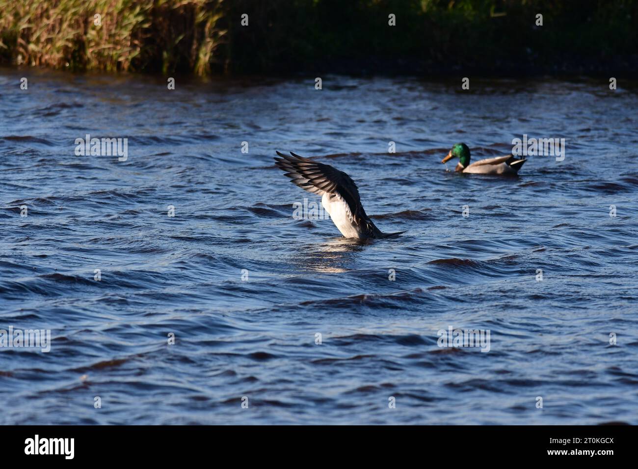 northern pintail Anas acuta anatra Scozia Foto Stock