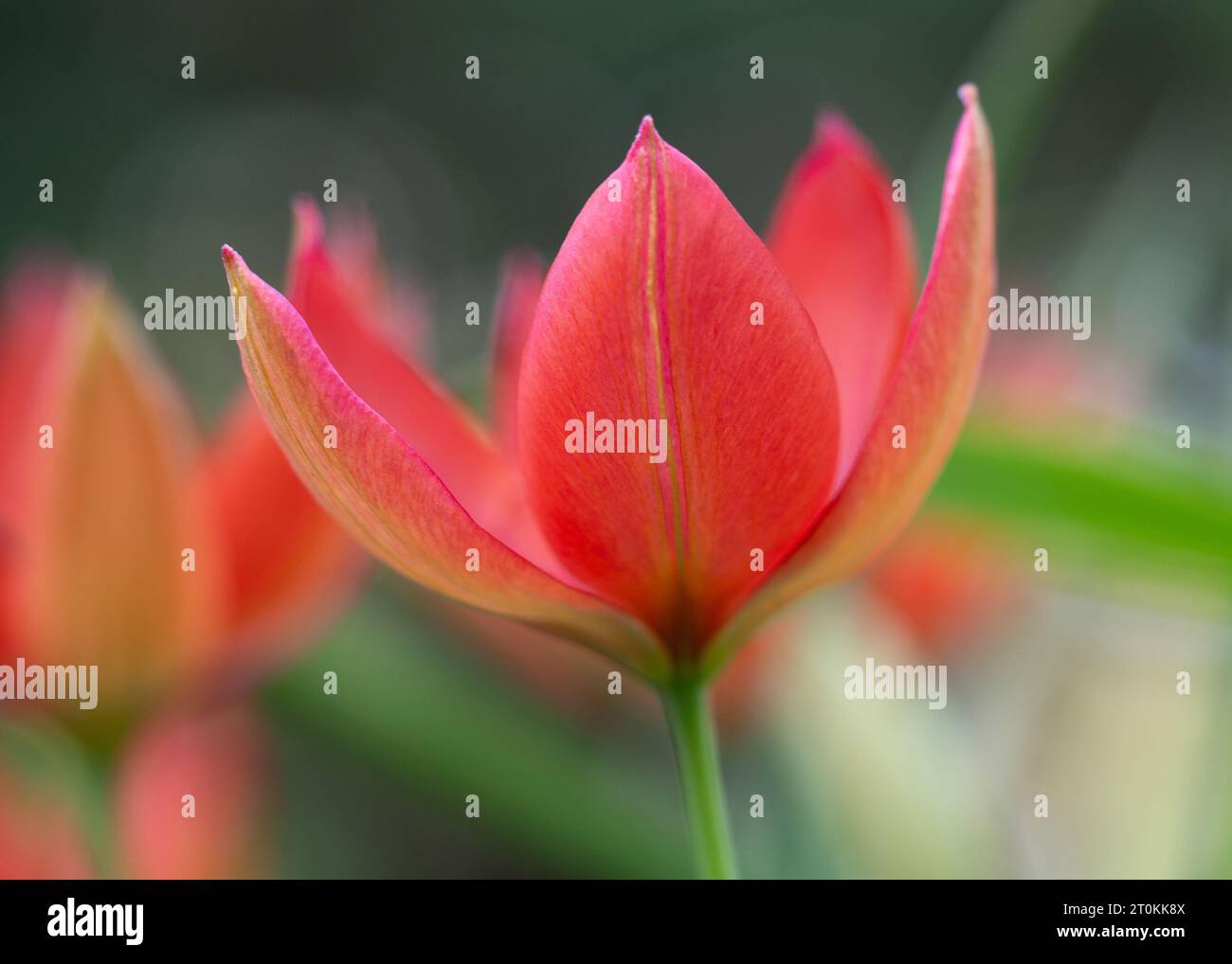 Un gruppo di vivaci tulipani rossi che crescono nell'erba lussureggiante, con i petali che formano un cumulo di fiori Foto Stock