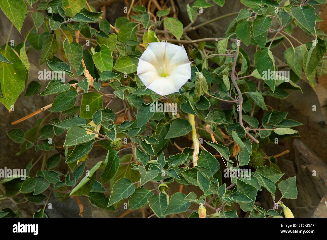 Jimsonweed (Datura stramonium), Cottonwood Canyon State Park, John Day Wild e Scenic River, Oregon Foto Stock
