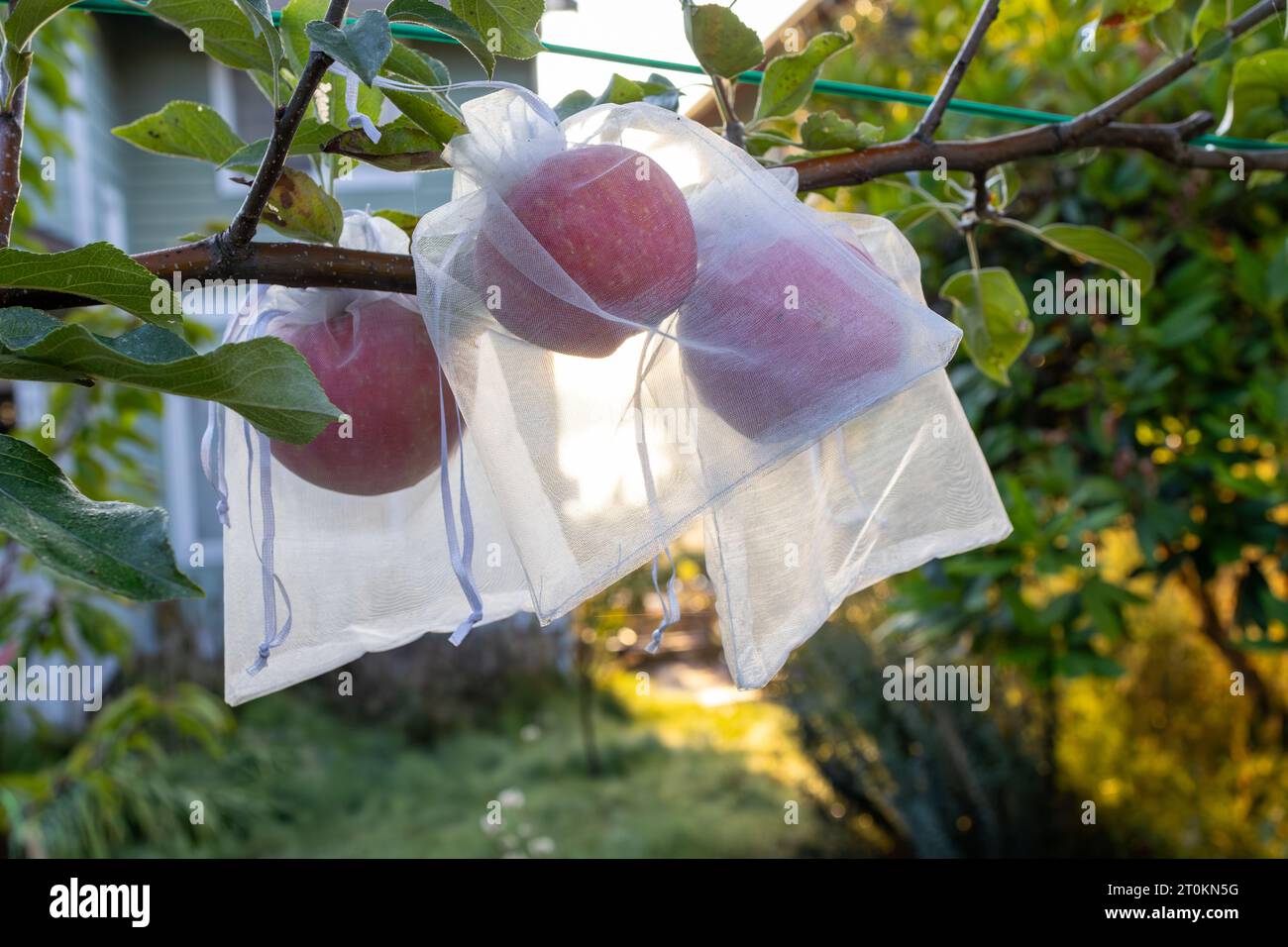 Mele rosse in sacchetti di rete protettivi man mano che maturano. Metodo di giardinaggio biologico per prevenire i vermi di mele e altri parassiti. Foto Stock