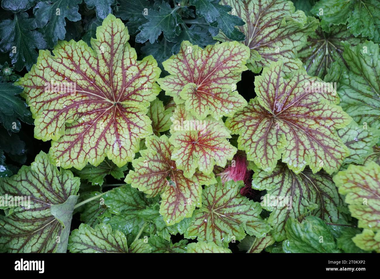 Bellissime foglie venate verdi e rosse di Coralbells "fulmine rosso" Foto Stock