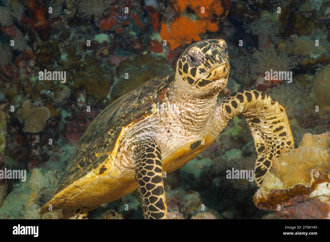 Tartaruga di Hawksbill indo-Pacifico, Eretmochelys imbricata, su una barriera corallina tropicale al largo dell'isola Yap, Stati Federati di Micronesia. Foto Stock