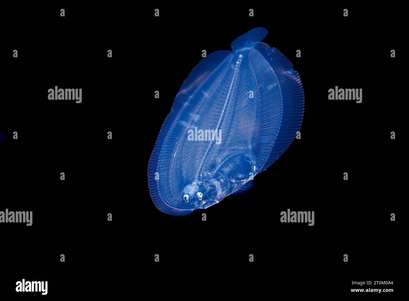 Una larva della passera del pavone, Bothus lunatus, fotografata durante un'immersione alla deriva delle acque nere, in mare aperto a 40 piedi con fondo a 2000 più piedi sotto, S Foto Stock