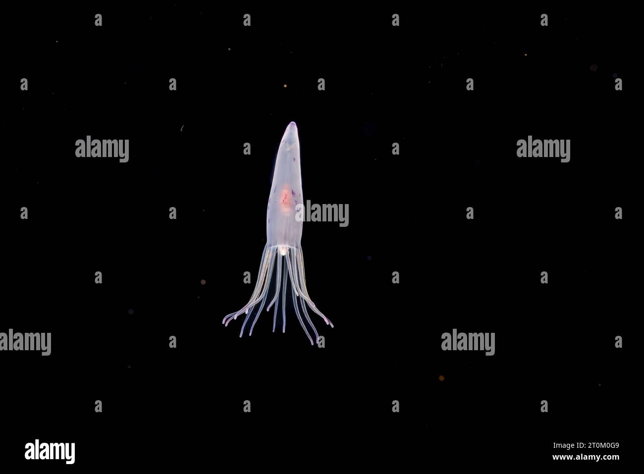 La fase larvale di un tubo anemone, Cerianthus sp, probabilmente circa trenta giorni di età a questo punto. Esso si depositano sul fondo a circa 100 giorni. Ph Foto Stock