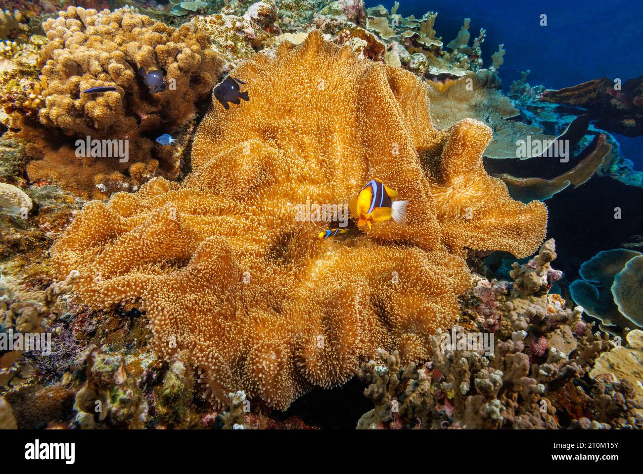 Questi pesci anemonici di Clark, Amphiprion clarkii, hanno scelto questo anemone marino di mertens, Stichodactyla mertensii, per una casa, Yap, Micronesia. Foto Stock