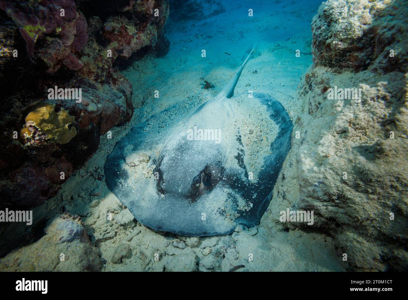 Una pastinaca dalla coda bianca, Himantura granulata, si trova sul fondale poco profondo, Yap, Micronesia. Foto Stock