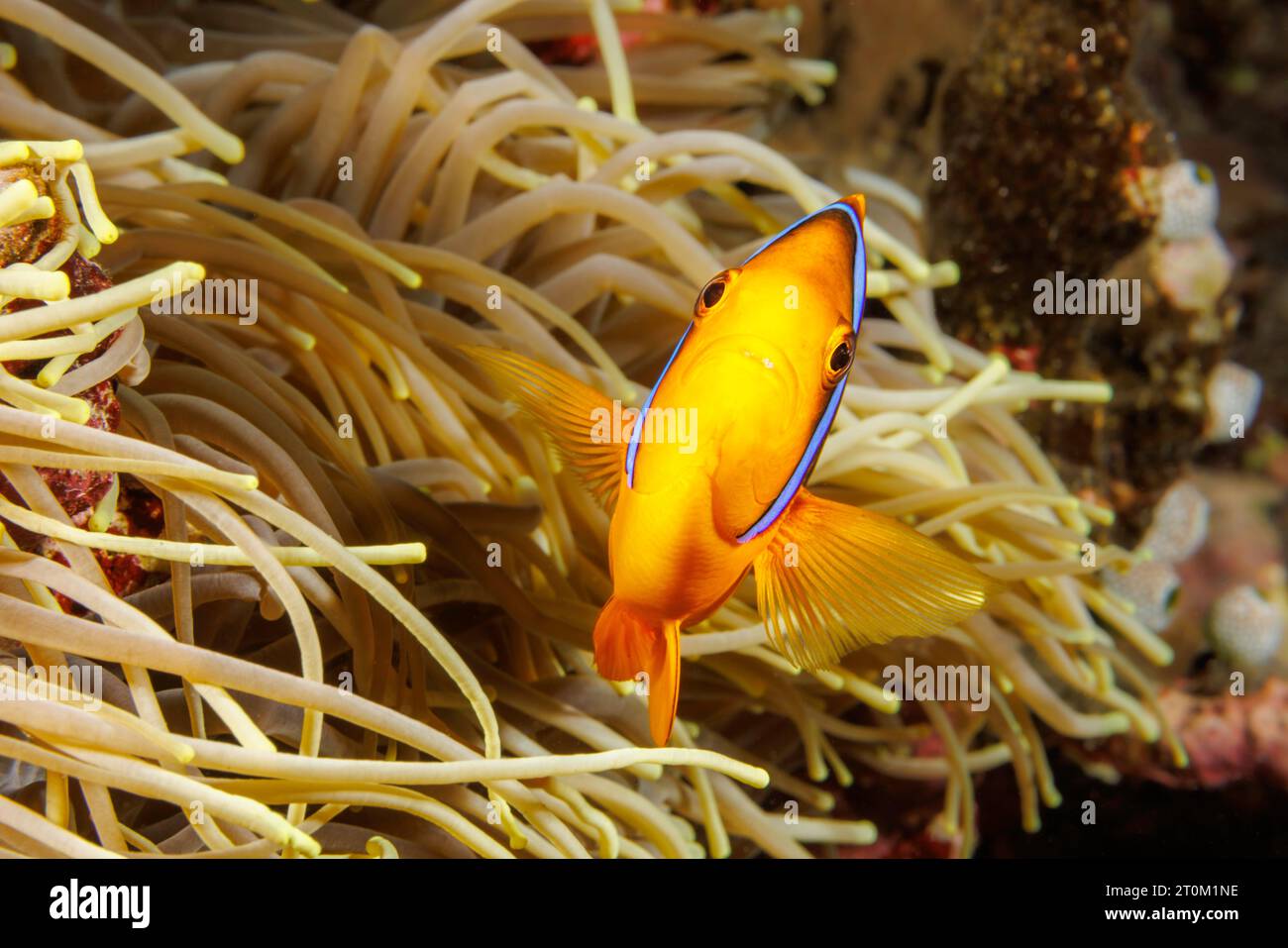Clark, anemonefish Amphiprion clarkii, anemone, Yap, Micronesia. Foto Stock