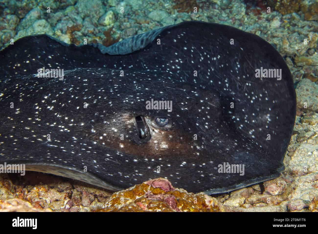 Una pastinaca dalla coda bianca, Himantura granulata, si trova sul fondale poco profondo, Yap, Micronesia. Foto Stock