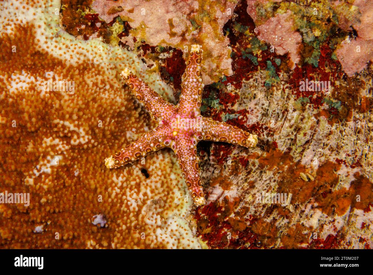 Egyptian Sea Star, Gomophia egyptiaca, Yap, Micronesia. Foto Stock
