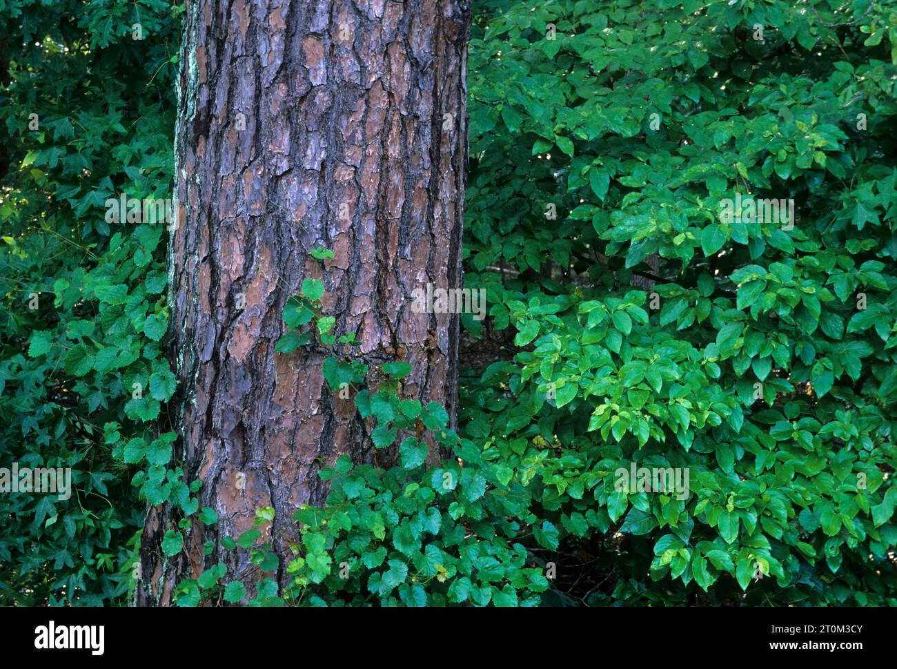 Pine Forest, Sumter National Forest, South Carolina Foto Stock