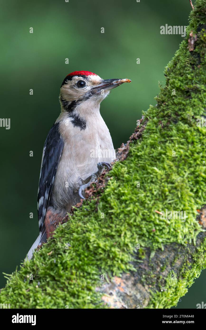 Il picchio maculato [ Dendrocopos Major ] è un uccello giovanile sul tronco dell'albero con un mealorme nel becco/becco Foto Stock
