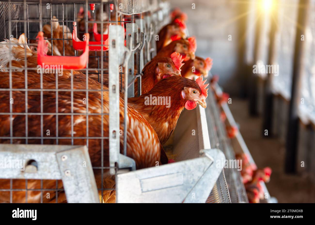 imprenditore africano, galline ovaiole, scala industriale in più batterie in gabbia di fila. Foto Stock