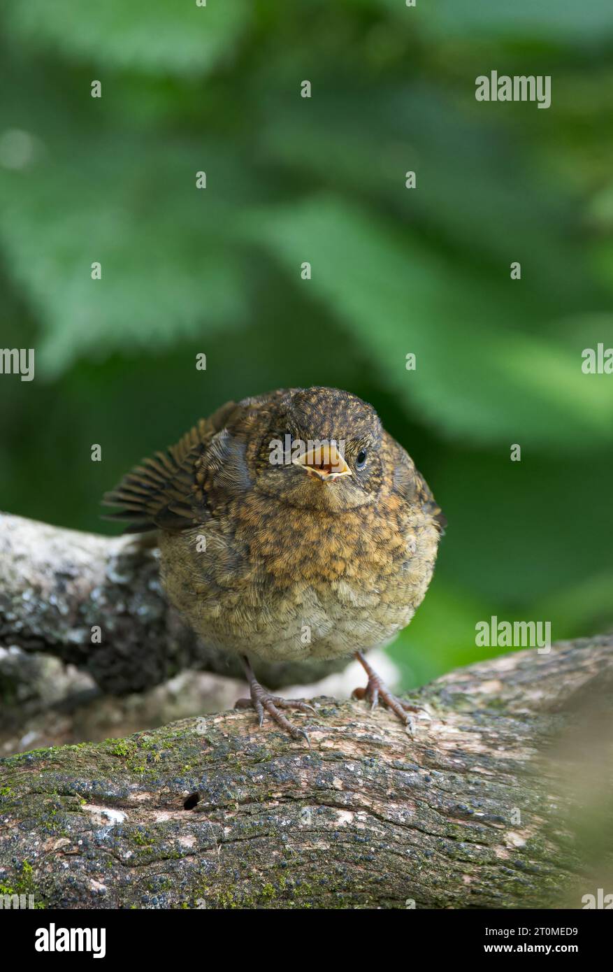 European Robin [ erithacus rubecula ] giovane uccello che implorava il cibo Foto Stock