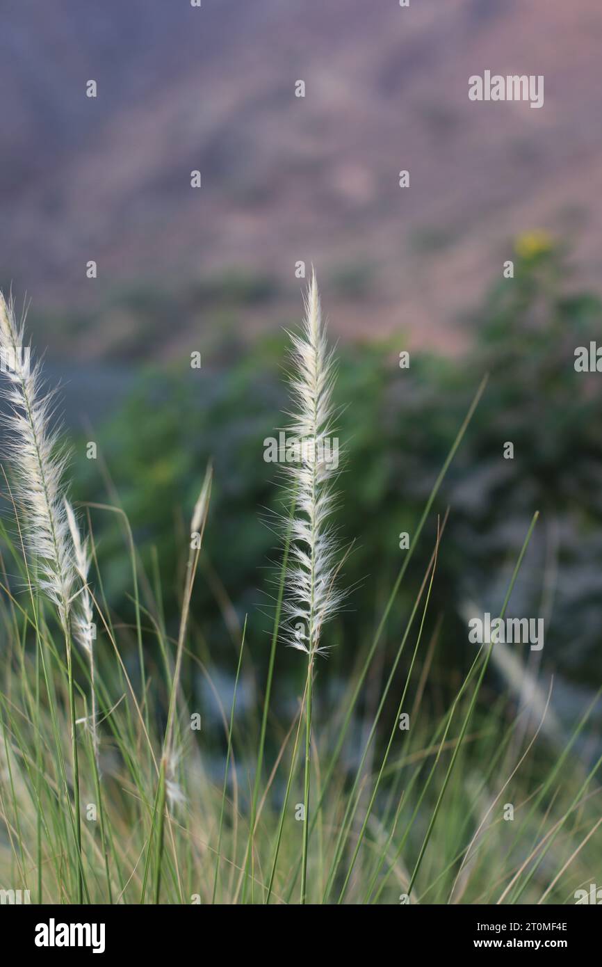 Dove fioriscono i fiori, anche la speranza." Foto Stock
