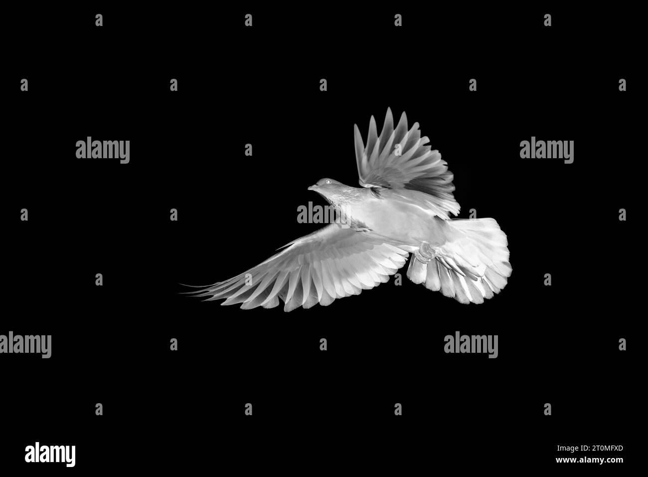 Immagine astratta di piccione roccioso che vola nell'aria isolato su sfondo nero. Scena d'azione del piccione rock che si estende sulle ali. Foto Stock