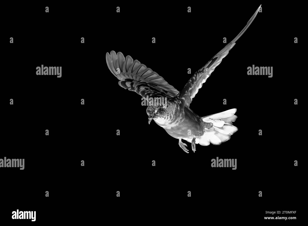 Immagine astratta di piccione roccioso che vola nell'aria isolato su sfondo nero. Scena d'azione del piccione rock che si estende sulle ali. Foto Stock