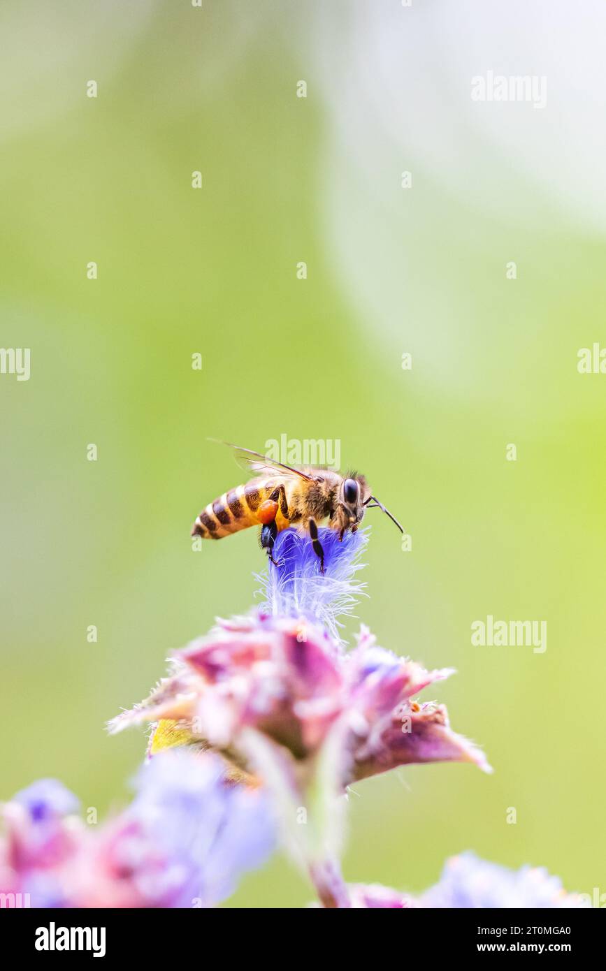 Primo piano di un'ape asiatica che raccoglie polline su un fiore selvatico la mattina primaverile, polline sulle gambe, noti come cesti di polline. Thailandia. Foto Stock