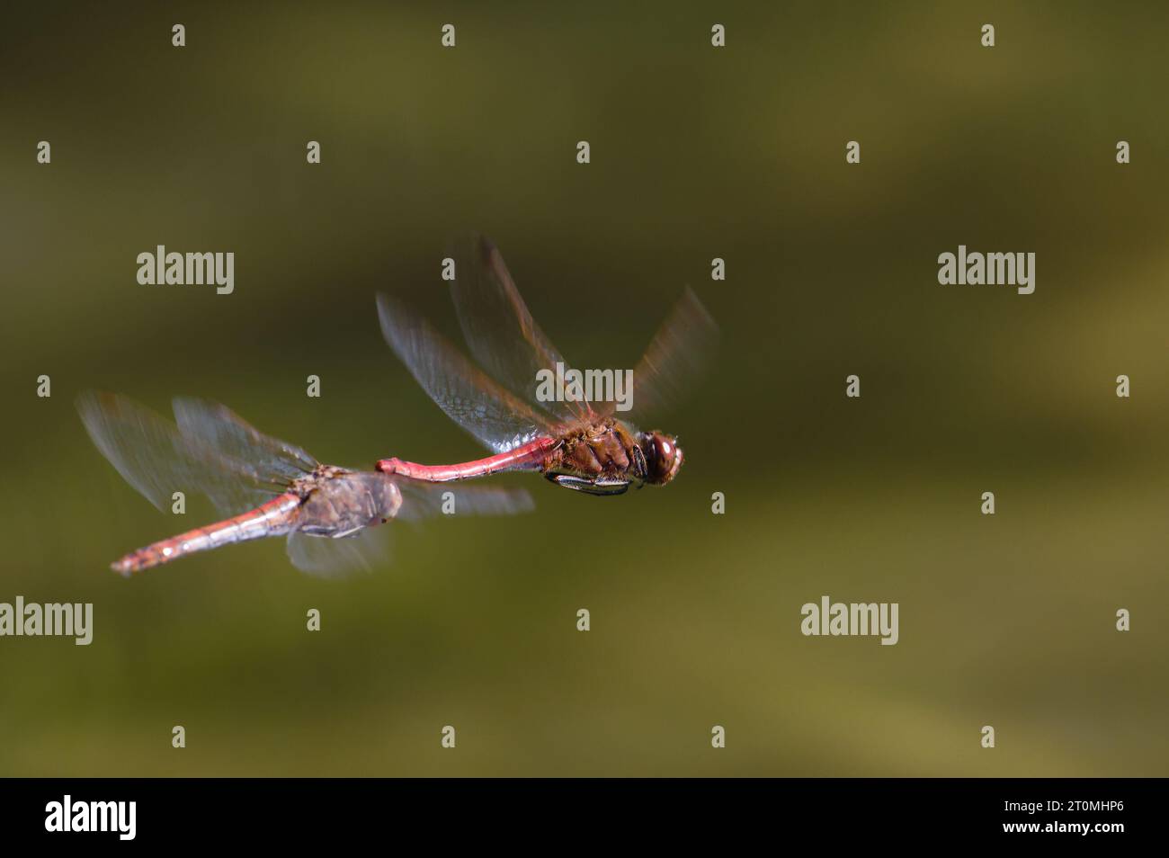 Coppia di accoppiamento volante di dragonfly Sympetrum striolatum alias Common darter. Isolato su sfondo sfocato. Autunno. Natura della repubblica Ceca. Foto Stock